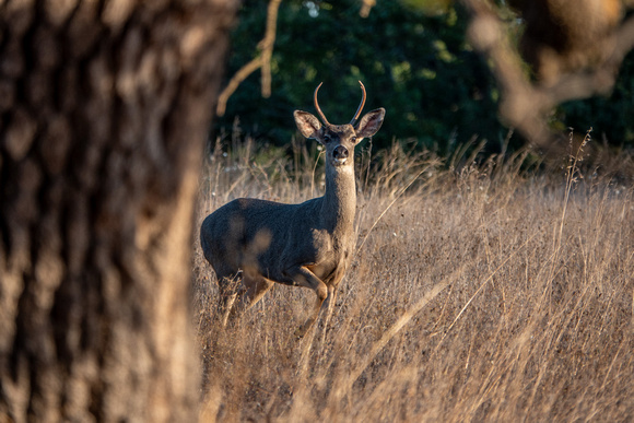 Curious Buck Pauses near Lone Valley Oak