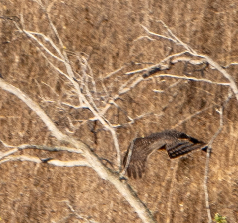 Cooper's Hawk (Accipiter cooperii) Shifts Perch