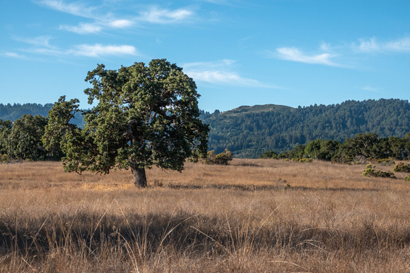 Lone Valley Oak (Quercus lobata) and Windy Hill