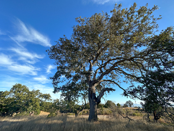 Valley Oak (Quercus lobata) (?)