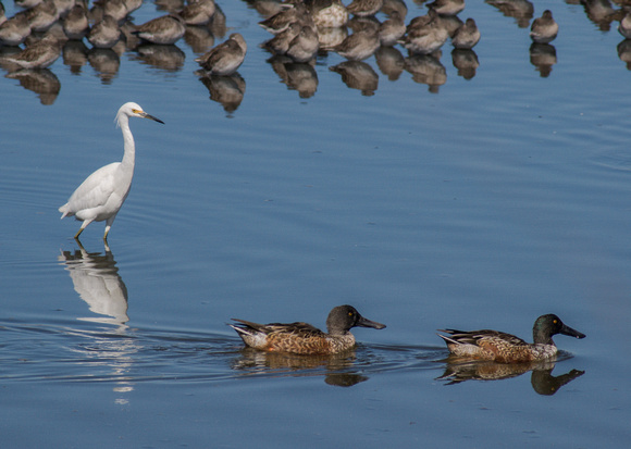 Snowy Egret (Egretta thula) and Ducks