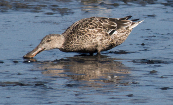 Northern Shovelers (Anas clypeata) Feed in the Mud