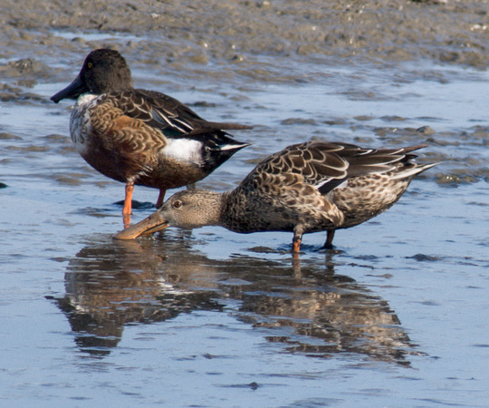 Northern Shovelers (Anas clypeata)