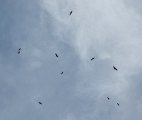 Kettle of Turkey Vultures (Cathartes aura)