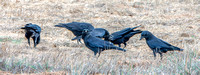 Parliament of American Crows (Corvus brachyrhynchos)