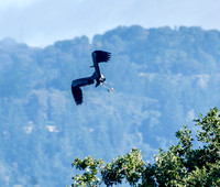 Great Blue Heron Takes Off (2)