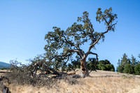 Visitors' Valley Oak (Quercus lobata)