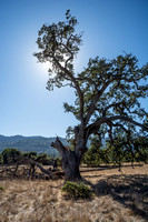 Visitors' Valley Oak (Quercus lobata)