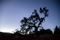 Visitors' Valley Oak (Quercus lobata) after Sunset