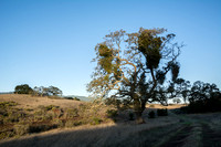 Mistletoe, Oak at Sunrise