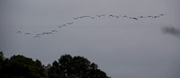 Canada Geese (Branta canadensis) Depart from Searsville Lake