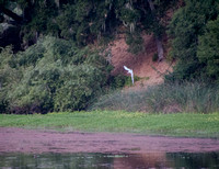 Caspian Tern (Sterna caspia) Hunting on Searsville Lake