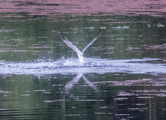 Tern Rising (2)