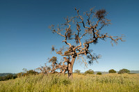 Valley Oak (Quercus lobata) with Mistletoe