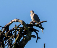 Mourning Dove on Mistletoe