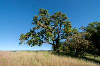 Valley Oak (Quercus lobata) with Toyon (Heteromeles arbutifolia) (2)