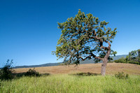 Blue Oak (Quercus douglasii) (?)
