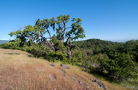 Valley Oak (Quercus lobata) with Two Other Oaks and Toyon (Heteromeles arbutifolia)