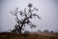 Twisted Tree in Fog
