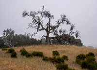 Twisted Tree in Fog (3)