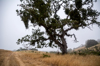 Two Valley Oaks (Quercus lobata)