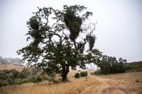 Three Valley Oaks (Quercus lobata)