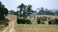 Two Valley Oaks (Quercus lobata) (2)