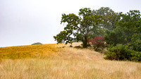 Valley Oak (Quercus lobata) and Toyon (Heteromeles arbutifolia)
