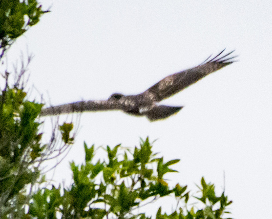 Hawk in Flight (2)