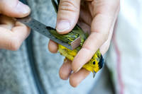 Measuring the Wing of a Wilson's Warbler (Cardellina pusilla)