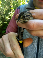 Song Sparrow (Mlospiza molodia) being Banded
