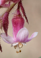 Flower of California Currant (Ribes malvaceum)