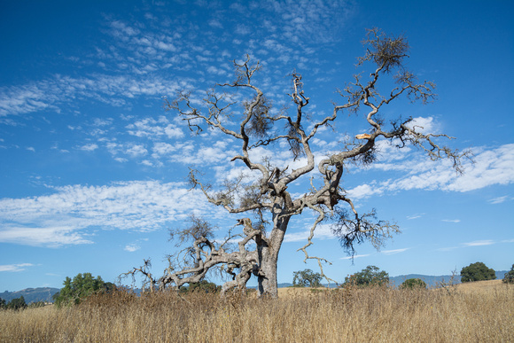 "Phainopepla Tree" with Clouds