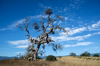 "Phainopepla Tree" with Clouds (2)
