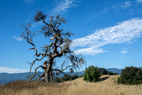 "Phainopepla Tree" with Clouds (3)