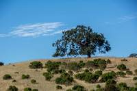 Valley Oak (Quercus lobata) on Ridge (Closer)
