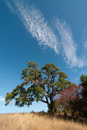 Valley Oak (Quercus lobata) with Toyon (Heteromeles arbutifolia) and Clouds
