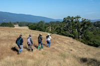 Birders Approach Valley Oak (Quercus lobata)