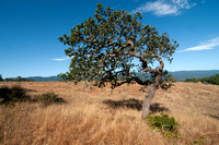 Lone Young Blue Oak (Quercus douglasii)