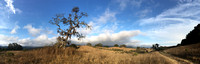 Panorama with "Phainopepla Tree"