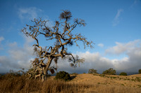 Old Valley Oak (Quercus lobata) with Mistletoe
