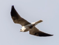White-tailed Kite (Elanus leucurus) with Vole