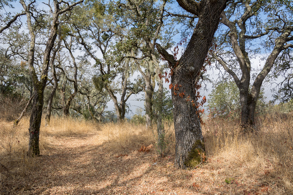 Blue Oak Forest (Quercus douglasii) (4)