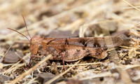 Stationary Grasshopper