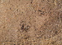 Nest of Harvester Ants (Veromessor andrei)  (Closer)