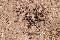 Nest of Harvester Ants (Veromessor andrei)  (Even Closer)