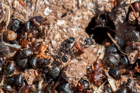 Harvester Ants (Veromessor andrei) Carry Pieces of Ants