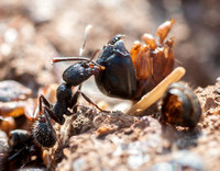 Carnage among the Ants