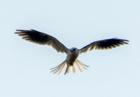 White-tailed Kite (Elanus leucurus), Kiting, in Order
