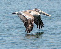 10/24/2023 Pelican Adventures at Bair Island with POST